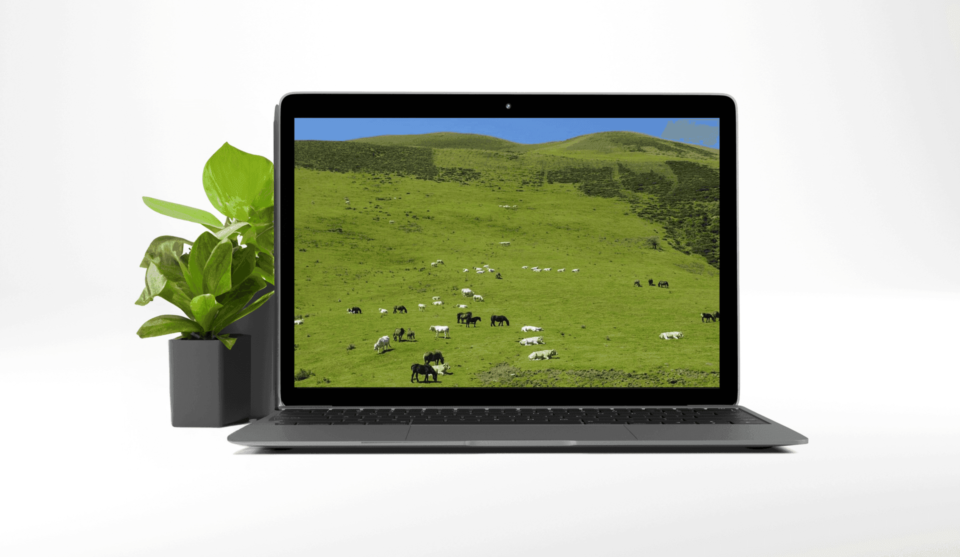 Cows and Hectares